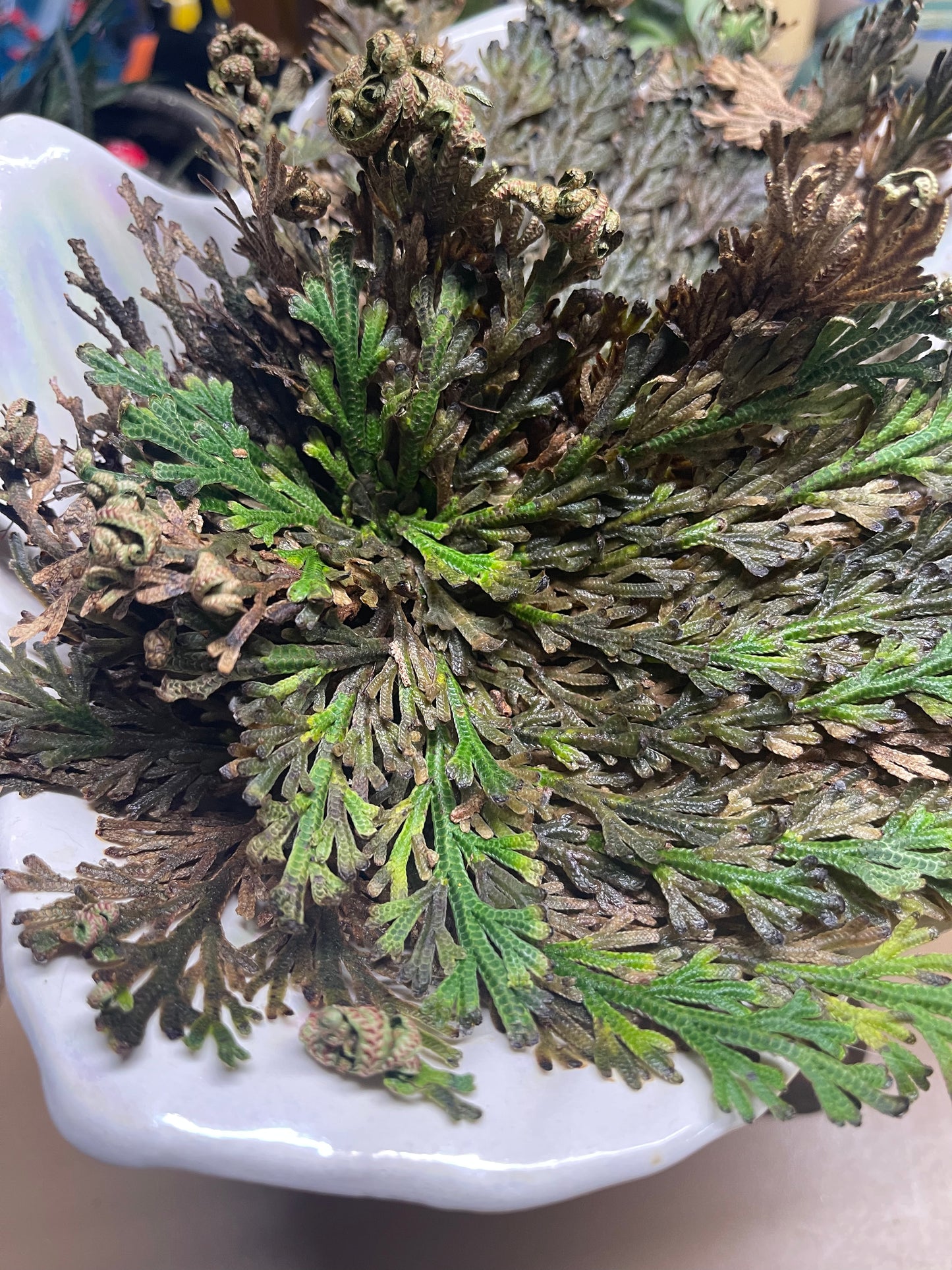 Rose Of Jericho