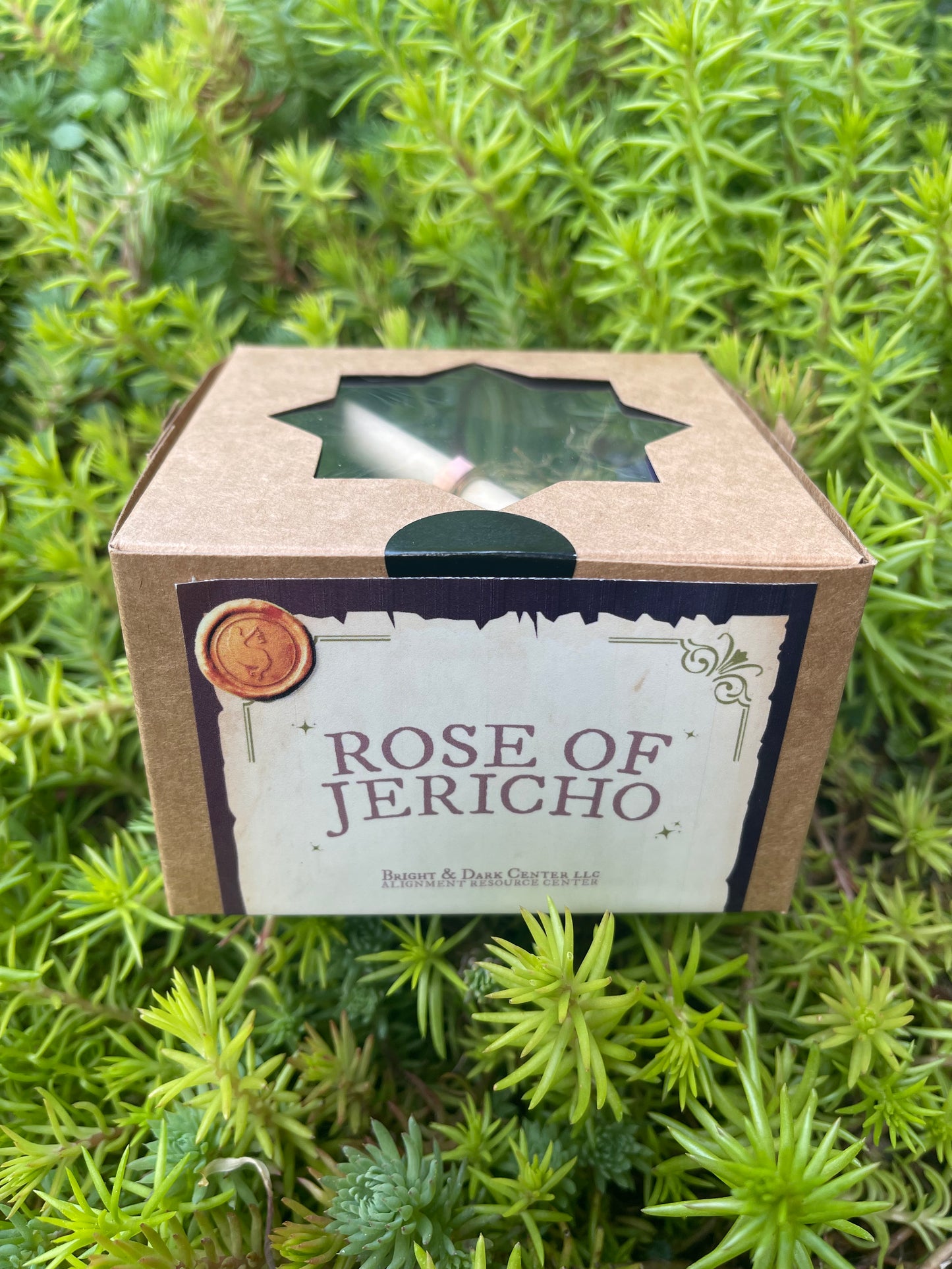 Rose Of Jericho