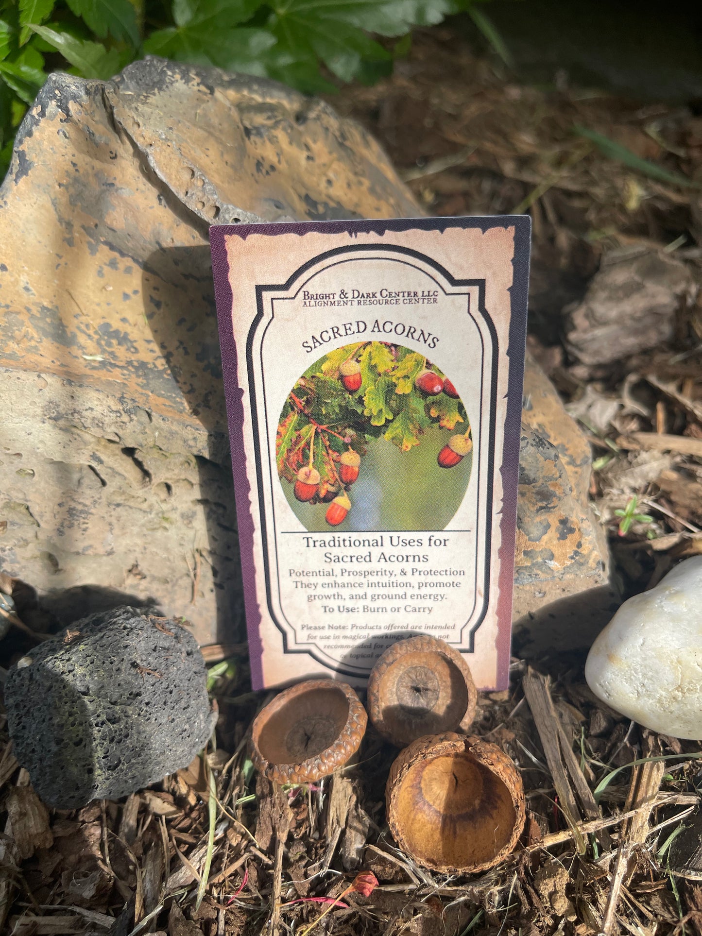 Acorns